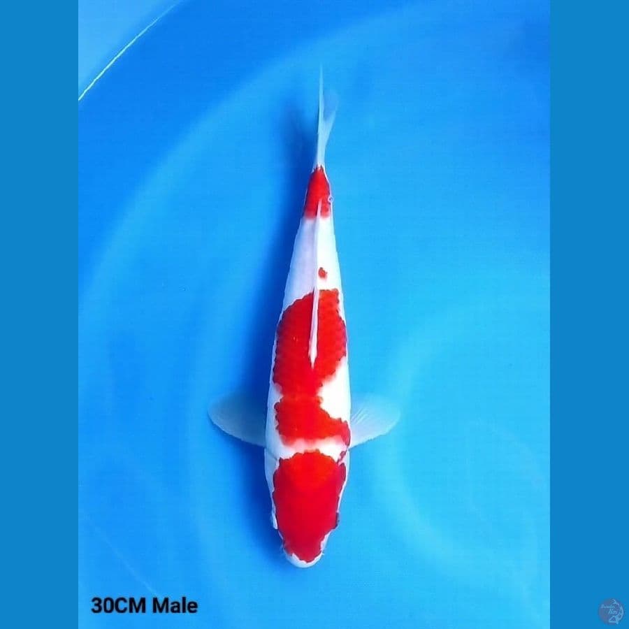 30cm