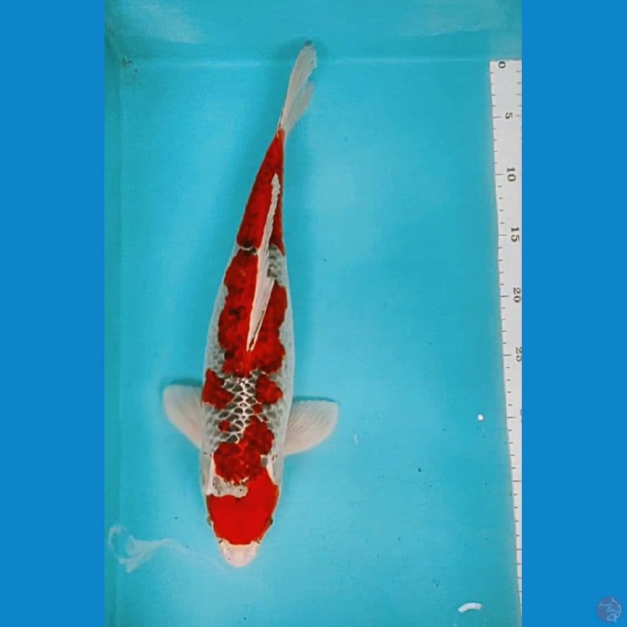 MARUTEN GOSHIKI 41CM