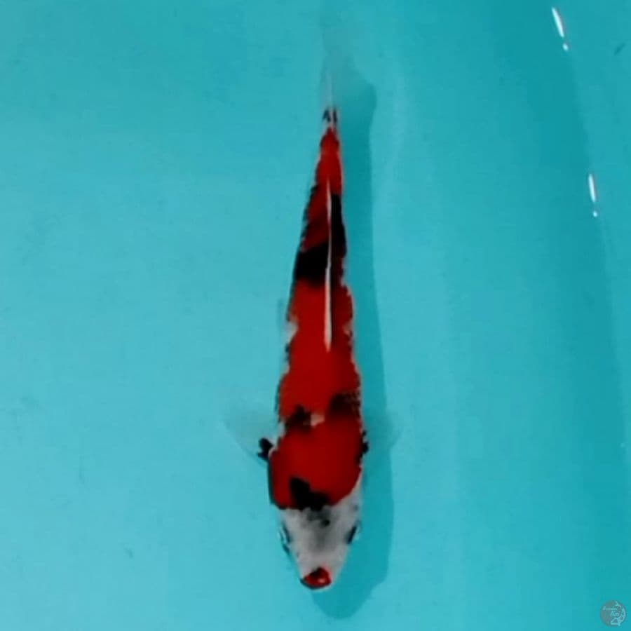 22CM