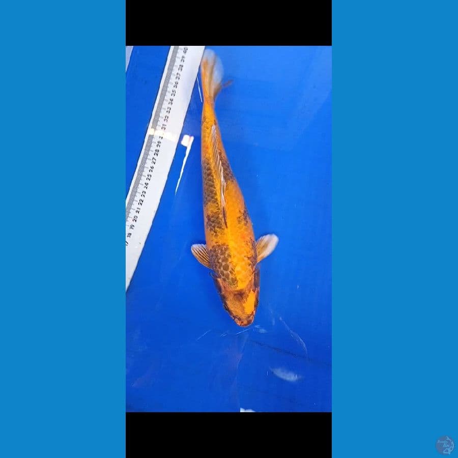 kin showa 29 cm