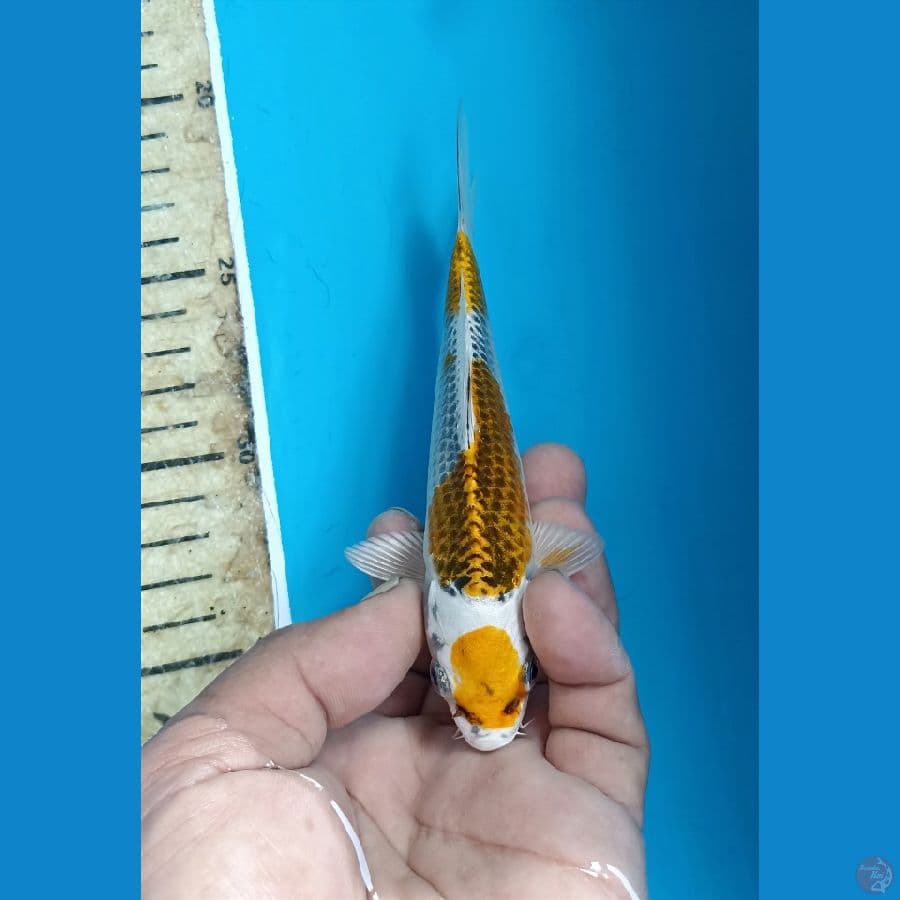 Maruten kujaku 15cm