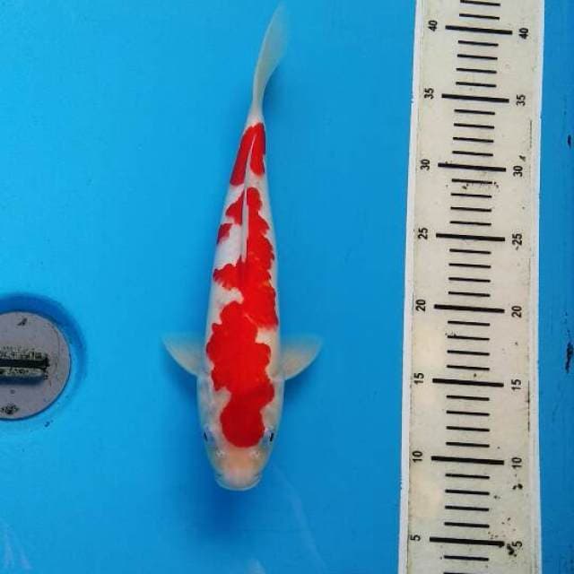 Red Dragon - Kohaku