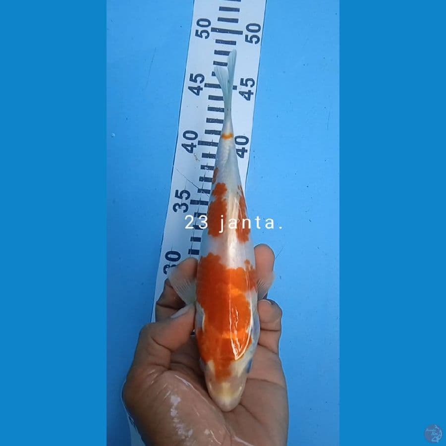 kujaku karamel size : 23 cm jantan