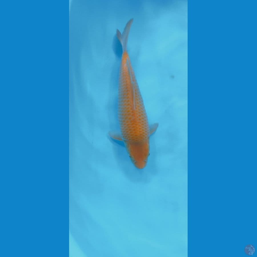 KARASI CORN 31CM MALE PUNUK
