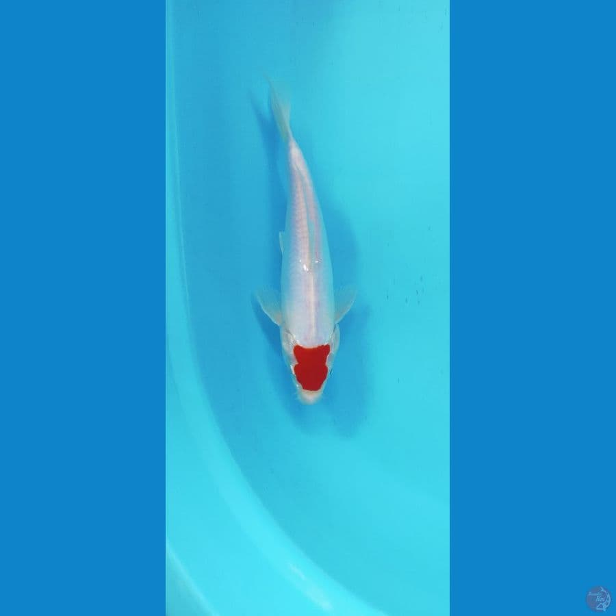 TANCO KOHAKU DOIT MURNI ORI 25cm MALE