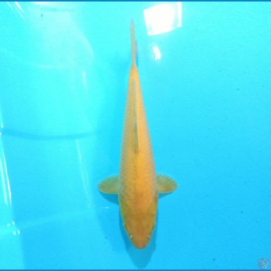 Karashi 31 cm