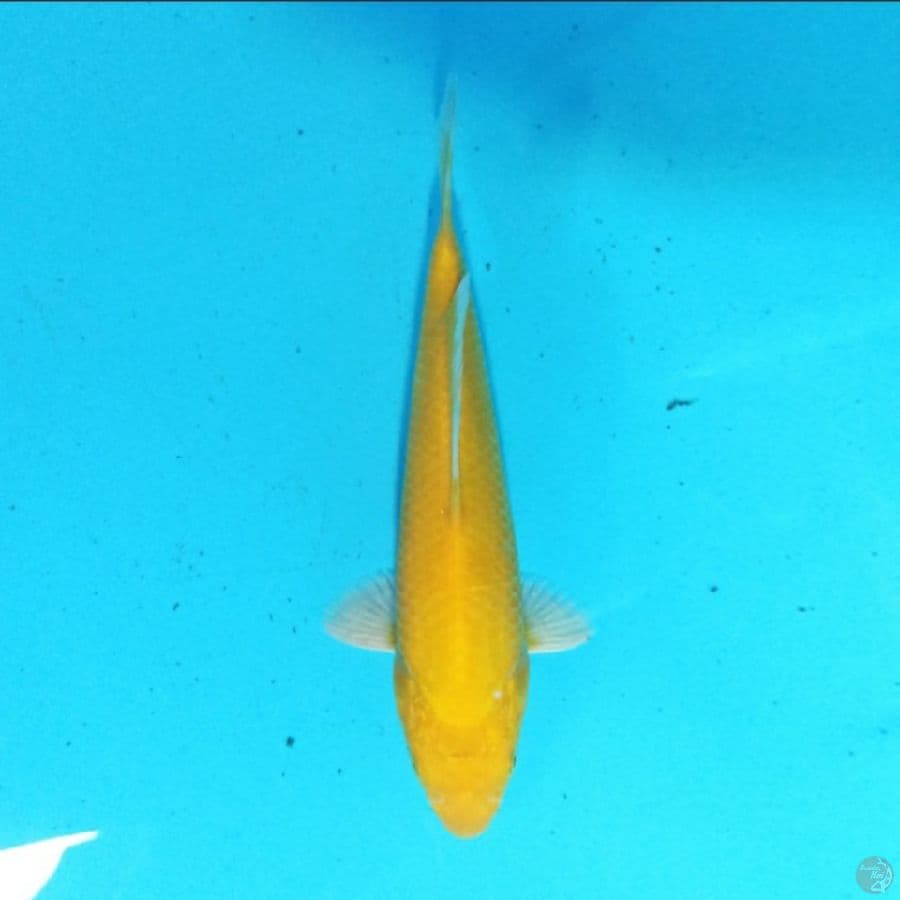 Ogeon 22 cm