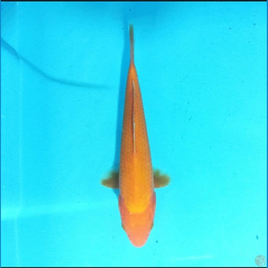 Benigoi 21 cm