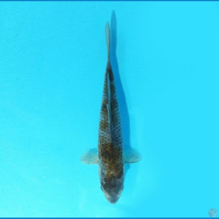 Ochiba 21 cm