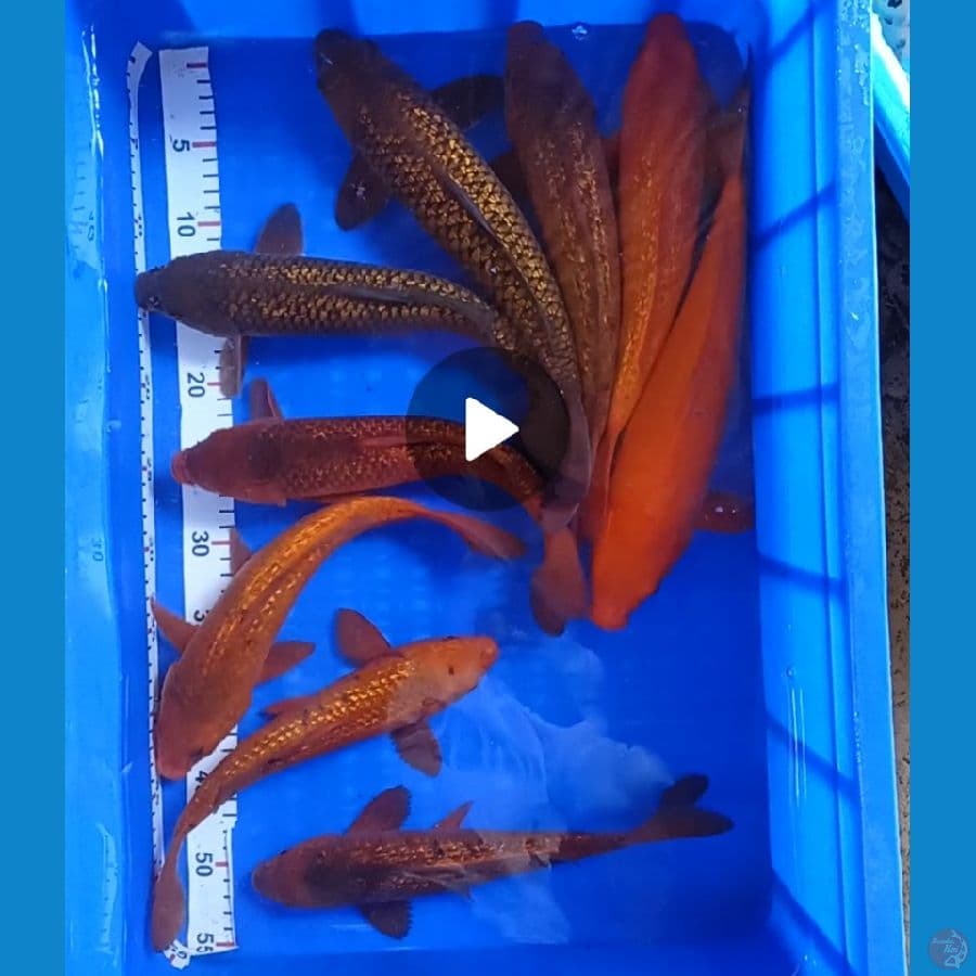 30-37cm 9ekor karamel ginrin n red karashie