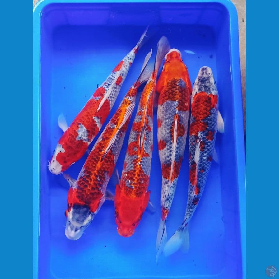 45bu paket ghosiki merah
