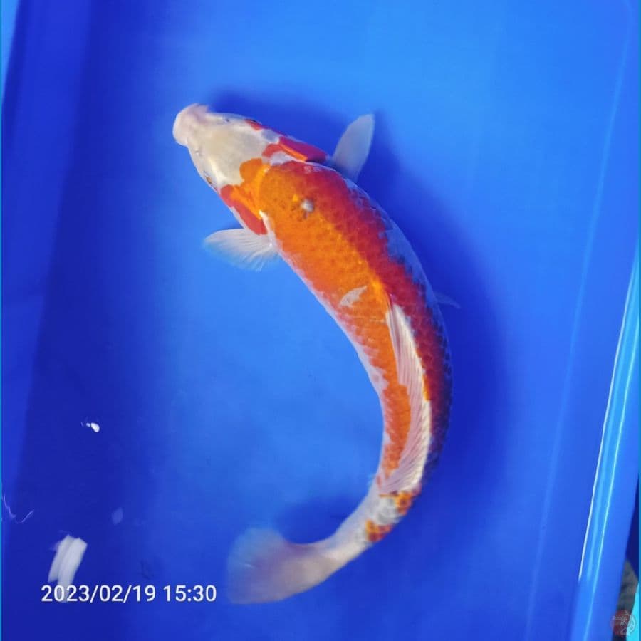 50bu ochiba male