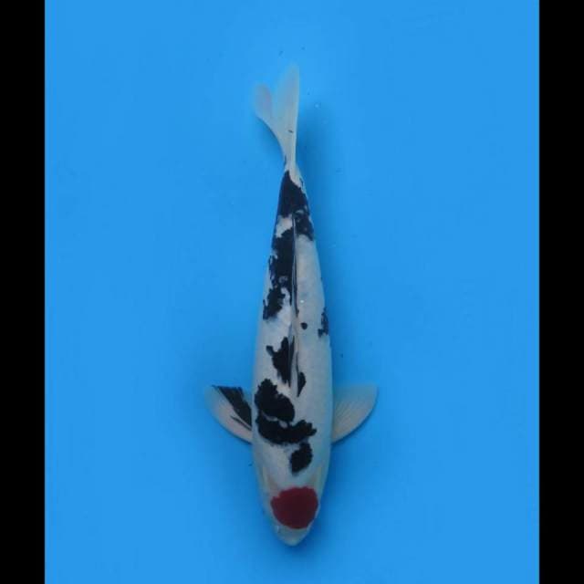 40cm , F1 Tancho Sanke SQ