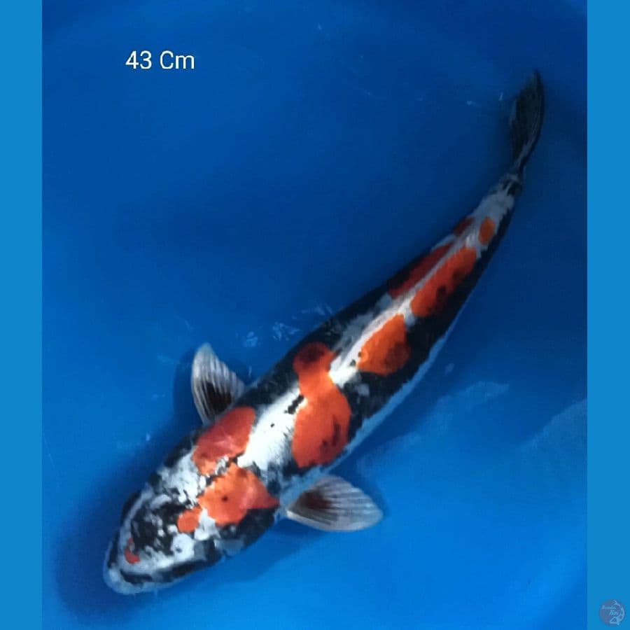 Kikokuryu F1 , 43 Cm