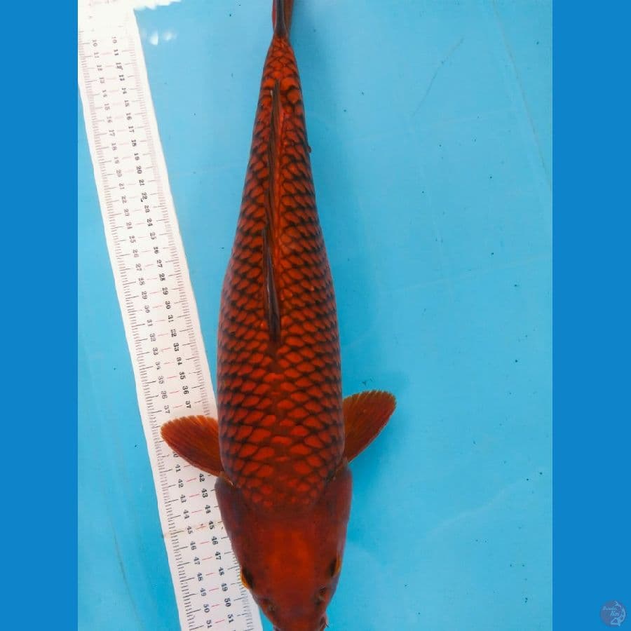 chagoi tembaga super bata 50cm