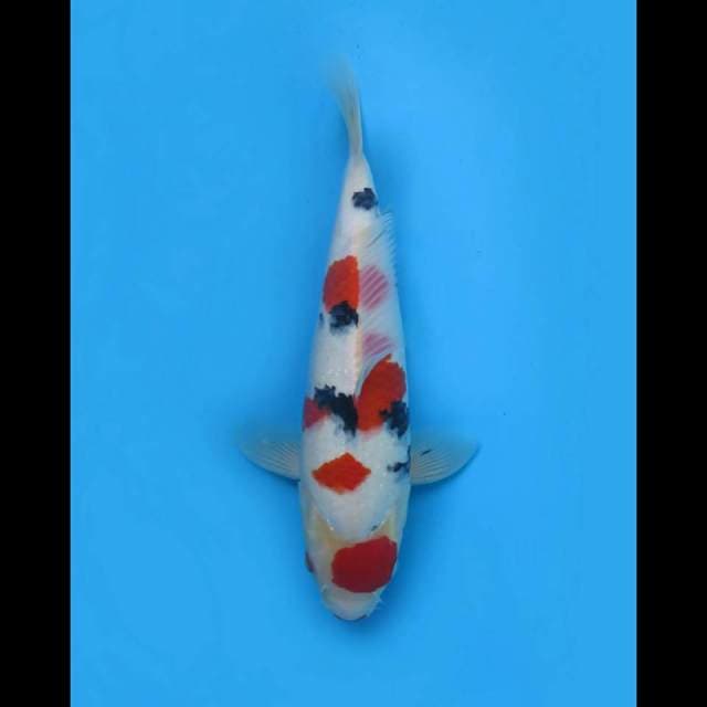 34cm - F1 Taisho Sanke SQ