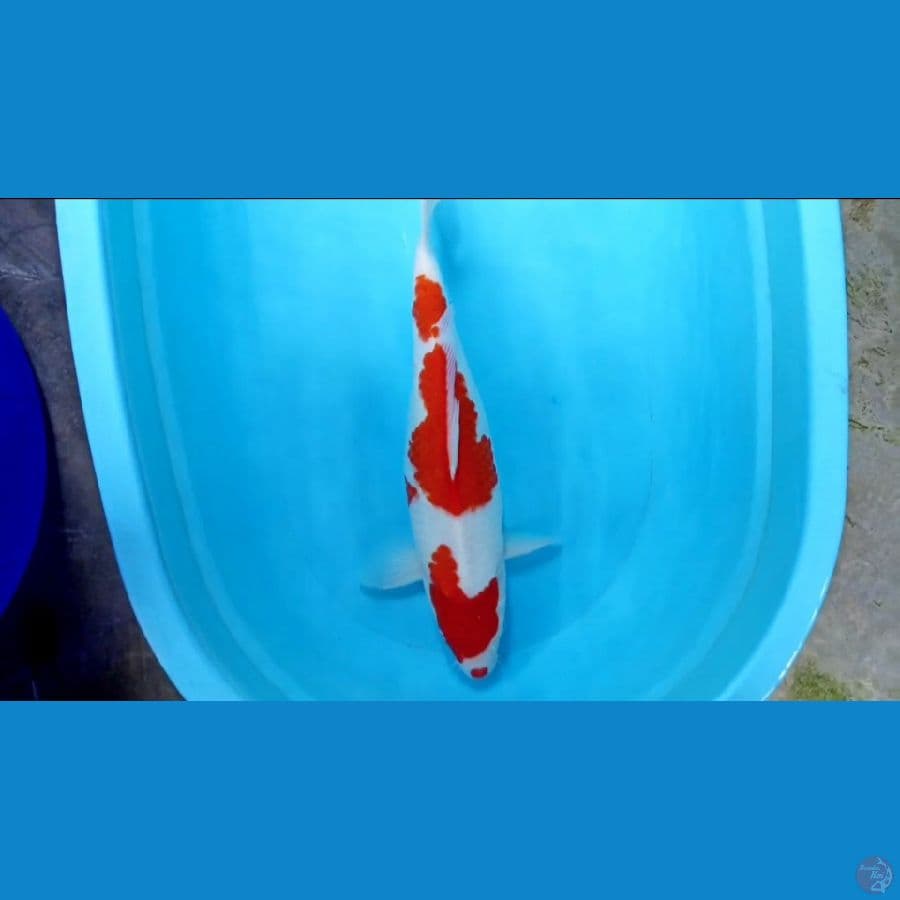 Kohaku Jumbo