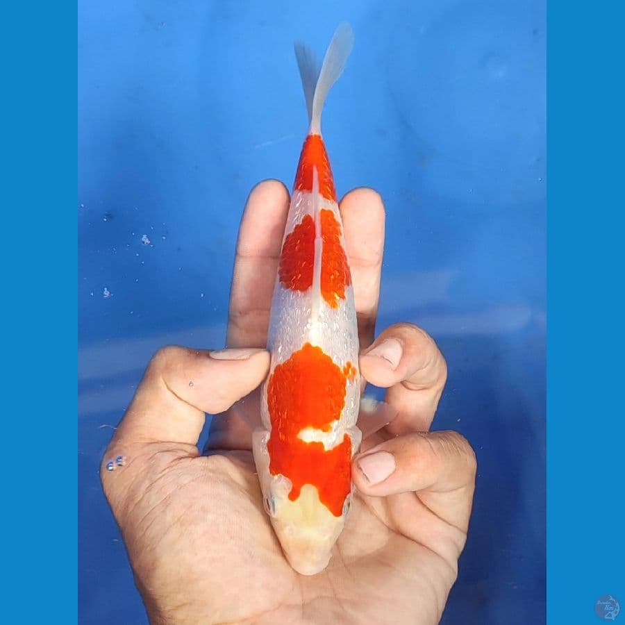 READY SHOW, KOHAKU GINRIN
