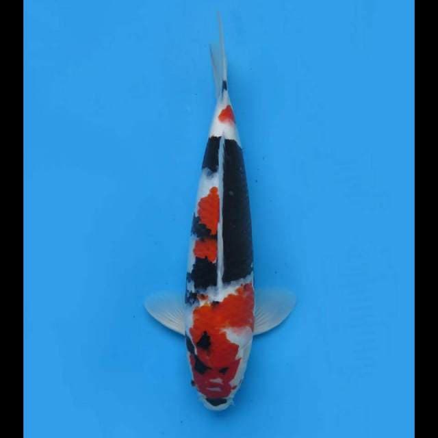 42cm , F1 Red Showa Sanshoku