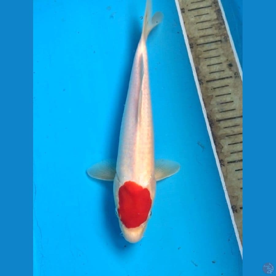 tancho kohaku 29cm