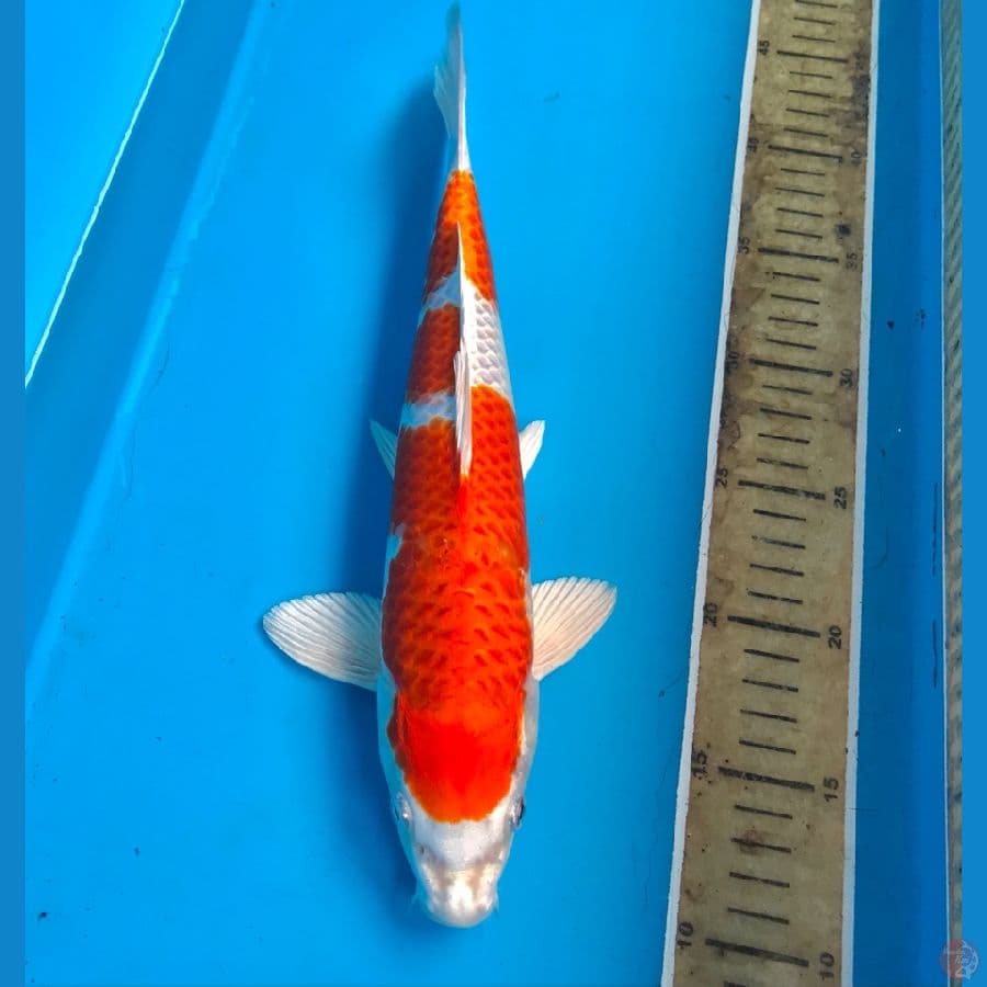 sakura ogon 32cm