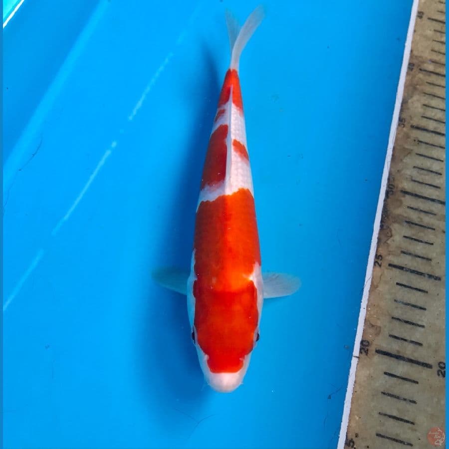 kohaku 24cm