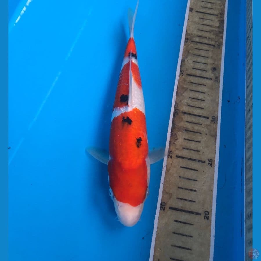sanke 25cm