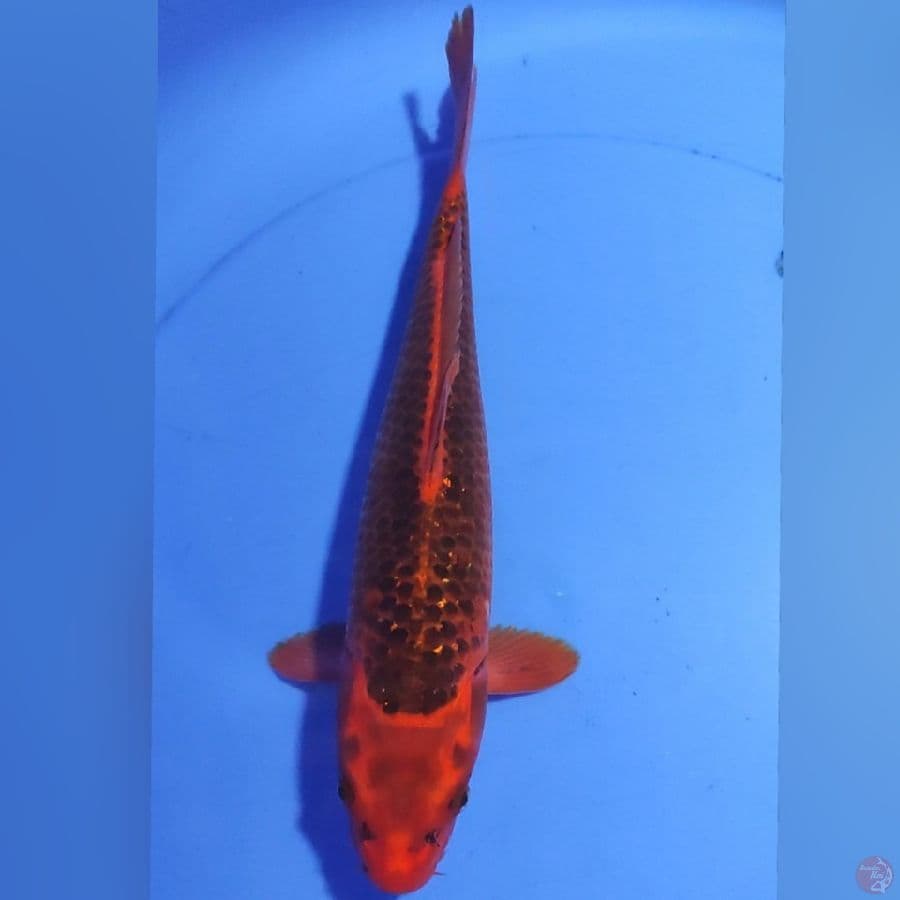 AKAMATSUBA GINDRIN 35cm MALE