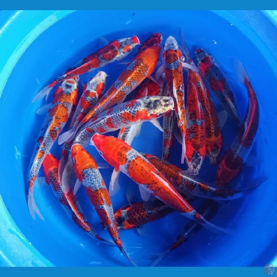 32-40cm ghosiki merah 20ekor