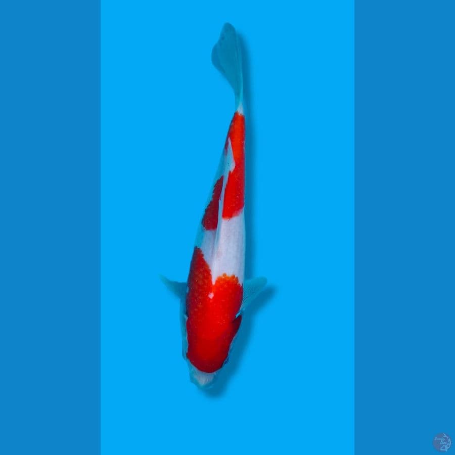 kohaku 19 cm