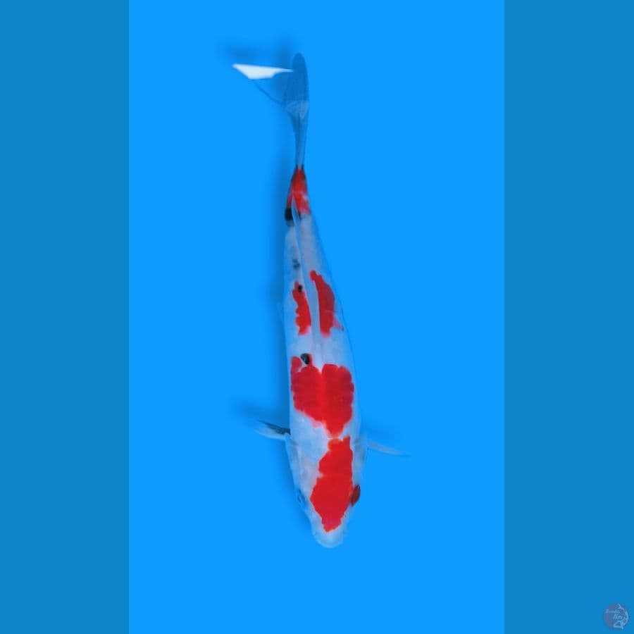 Sanke 24 cm