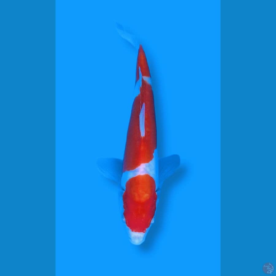 kohaku doitsu 23 cm