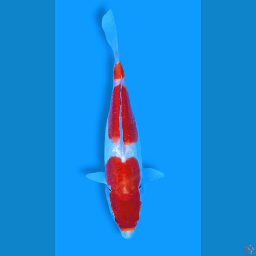 kohaku doitsu 23 cm