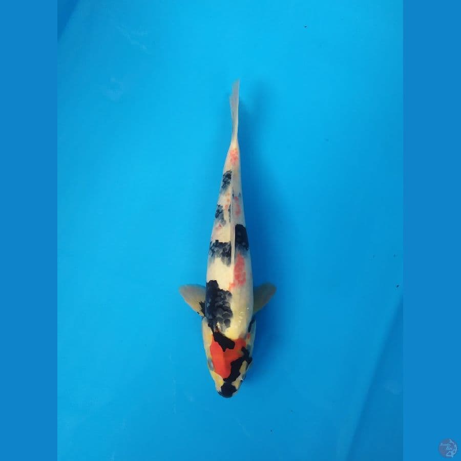 maruten showa kanoko