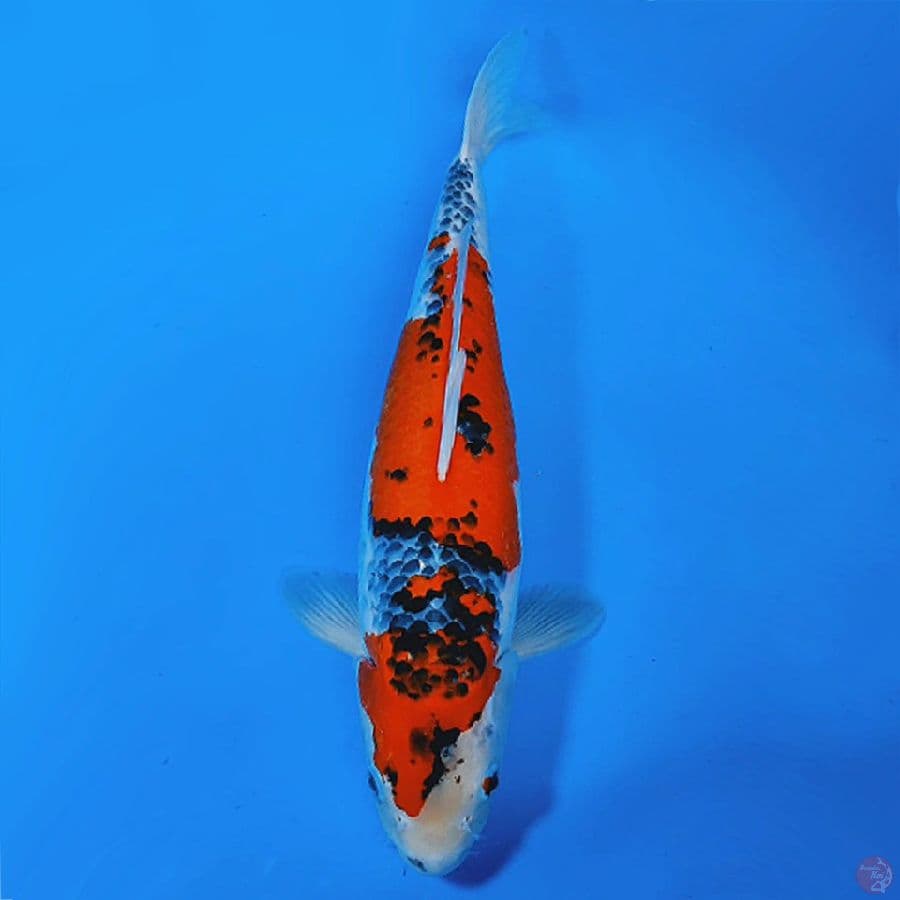GOSHIKI 45CM FEMALE