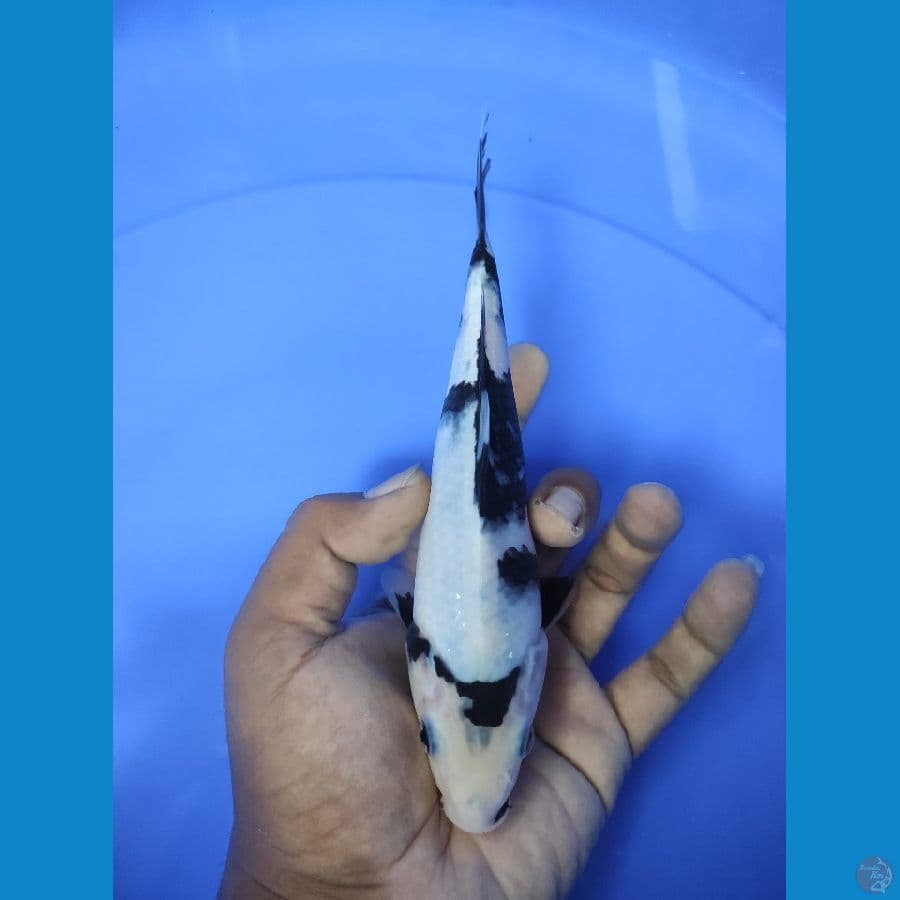 20cm putih salju