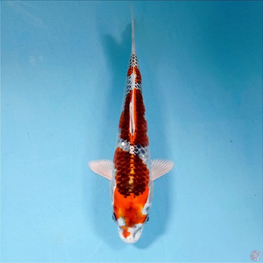 kujaku, 20 cm