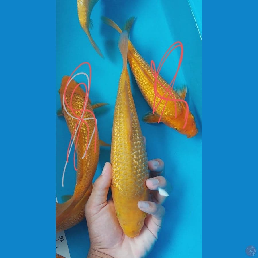 KARAMEL MADINA AZIZ 29CM HQ