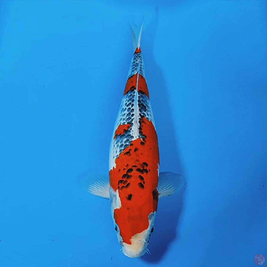 GOSHIKI 45CM FEMALE