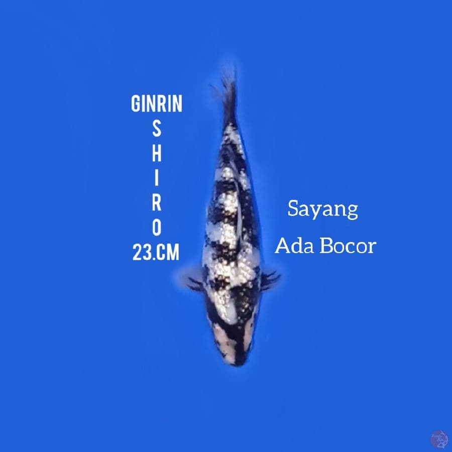 ginrin Shiro 23.Cm