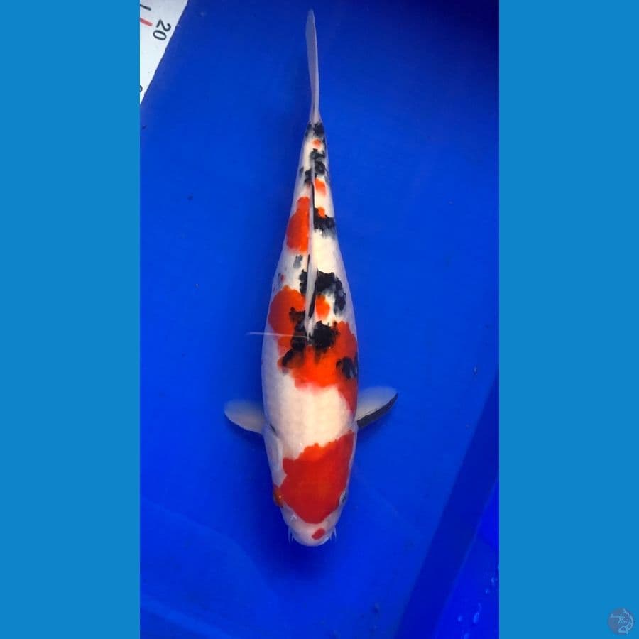 32cm ori