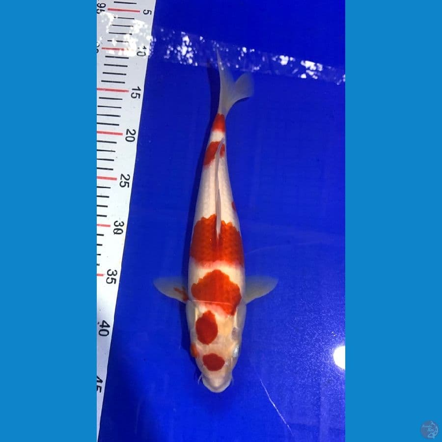33cm ori