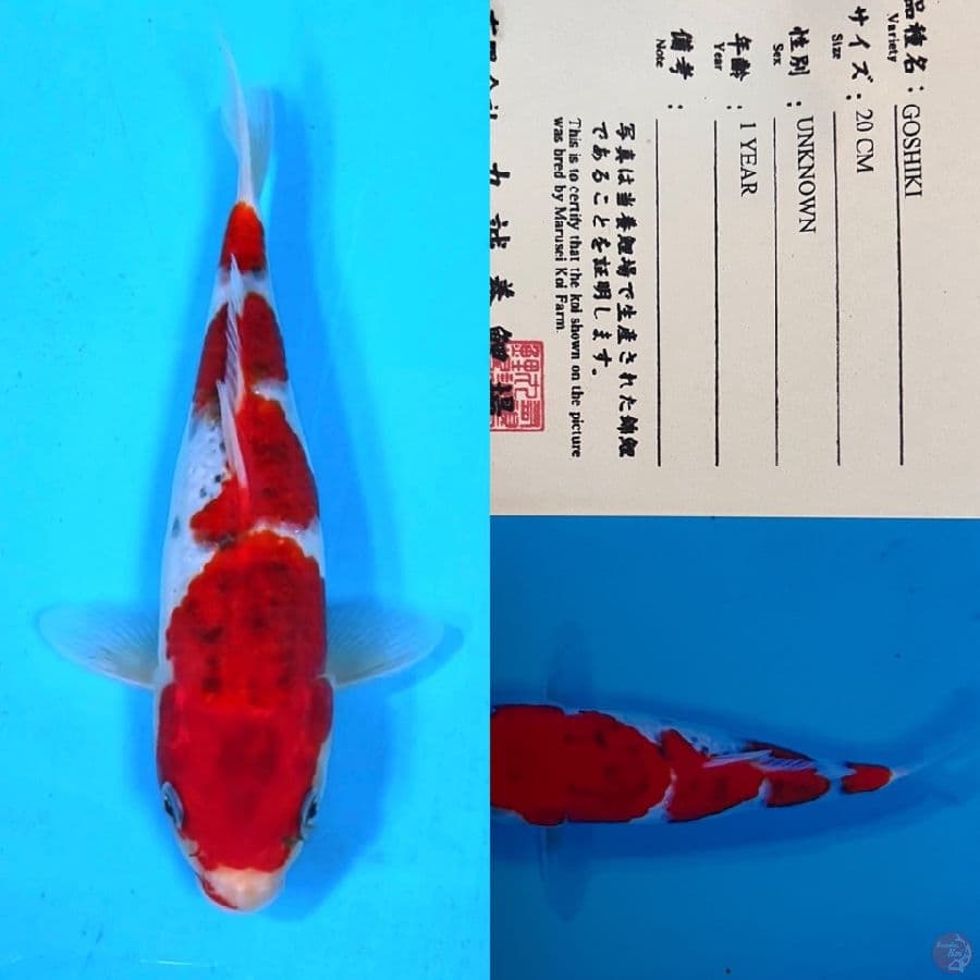 marusei goshiki 25cm
