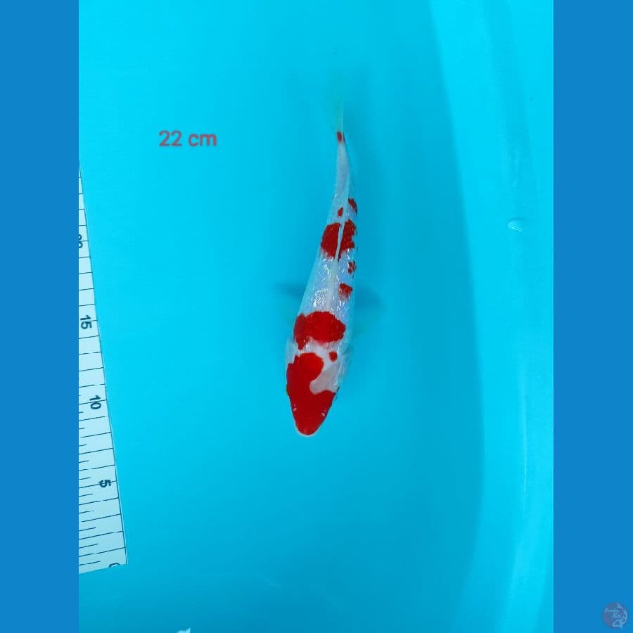 22 cm kohaku gindrin