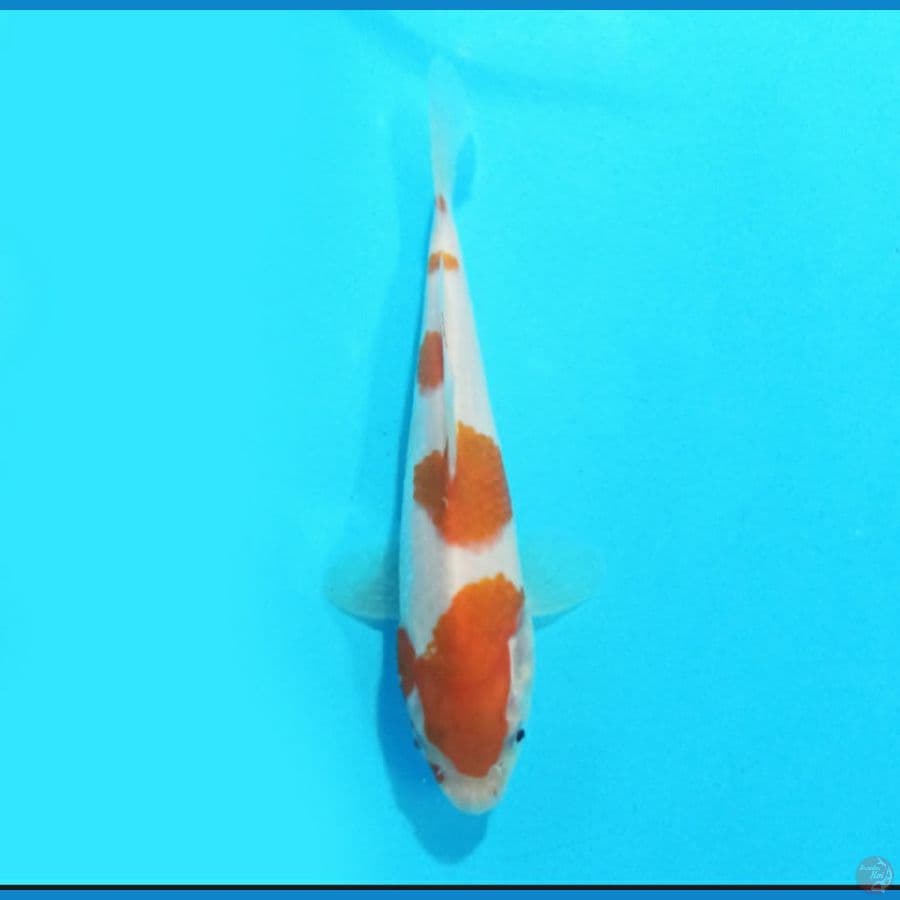 Kohaku 17 cm