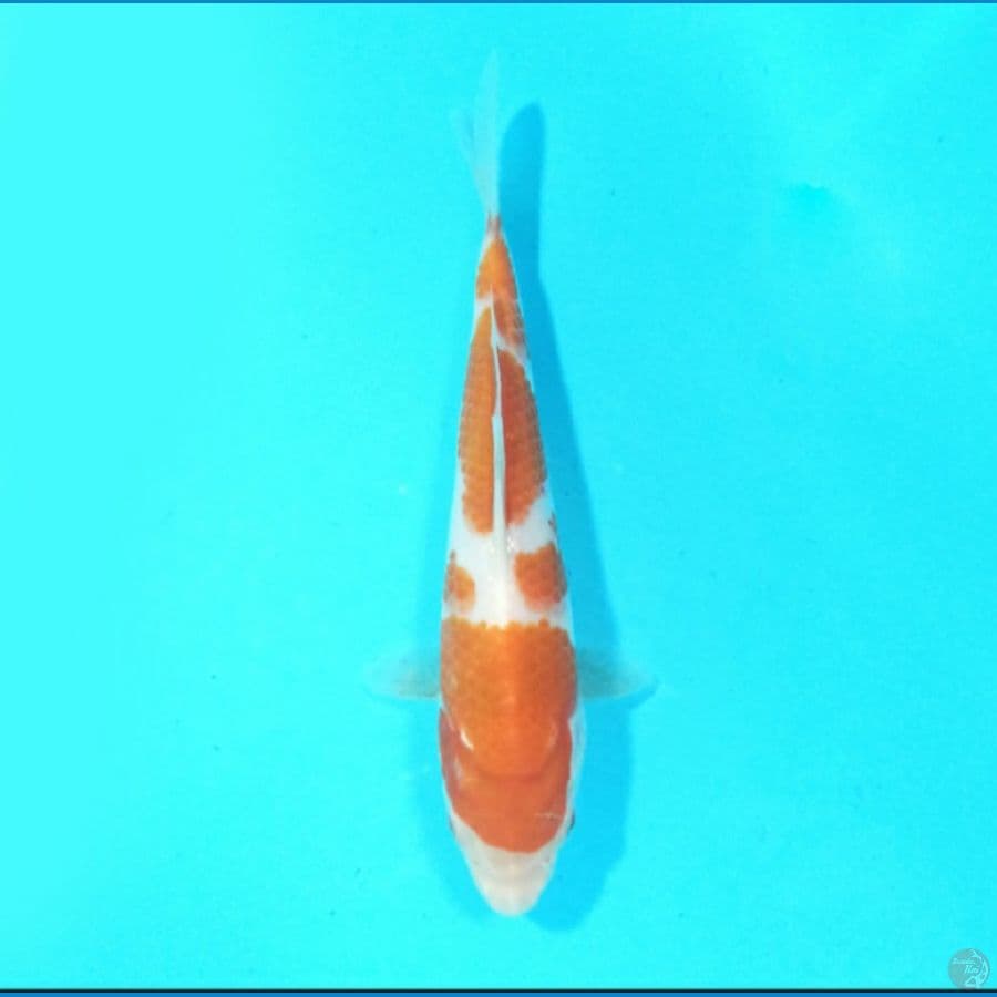 Kohaku 17 cm