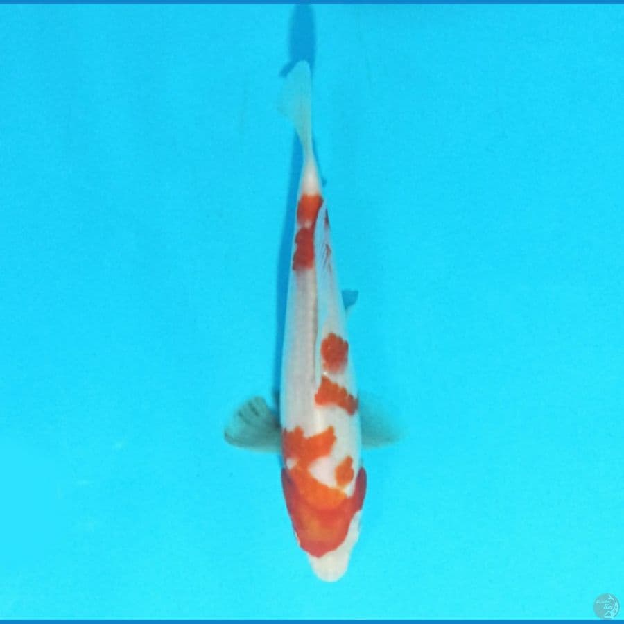Kohaku 19 cm