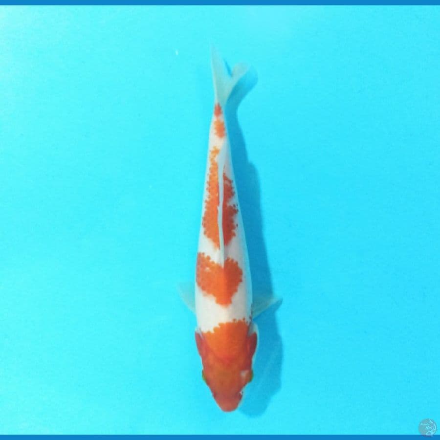 Kohaku 19 cm