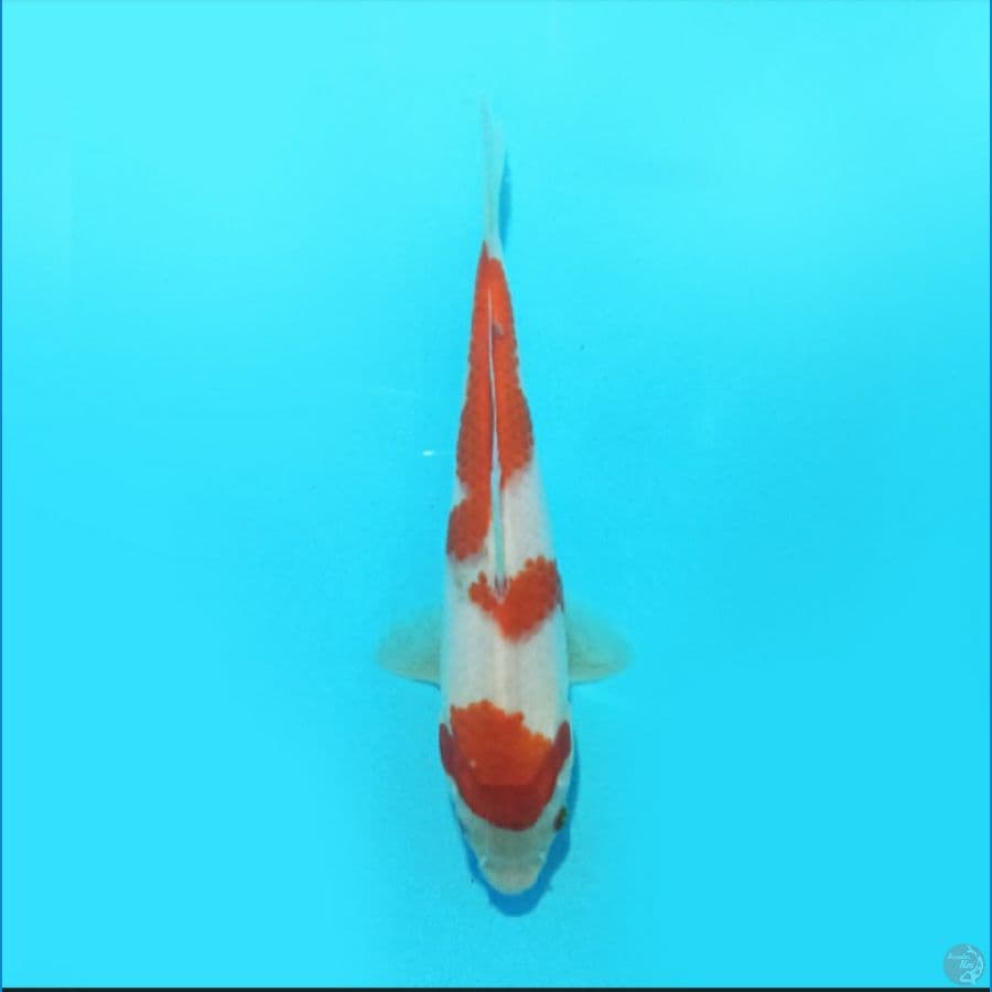 Kohaku 17 cm