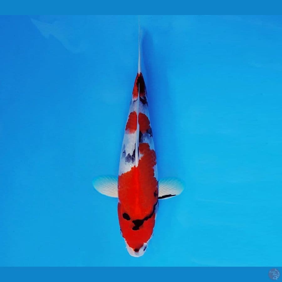 MARUBENI 2 - Showa Evolution 27 cm/fm ®